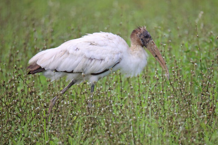 Waldstorch (JK / 1. Jahr)