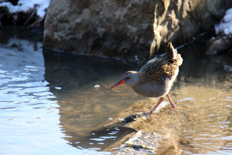 Wasserralle (ad.)