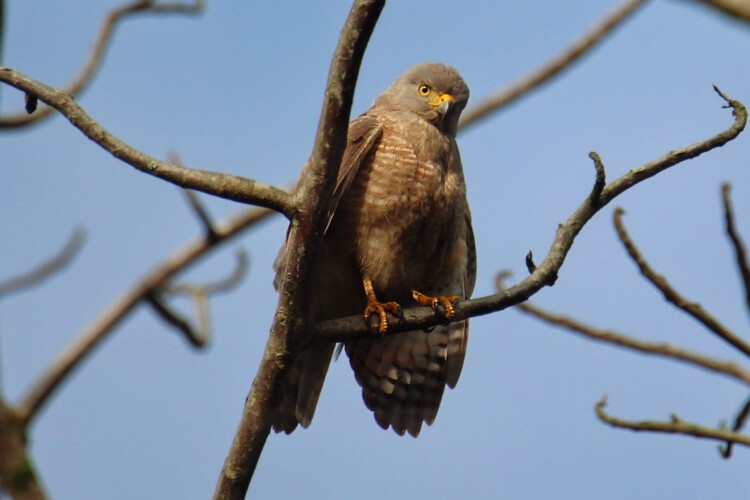 Wegebussard