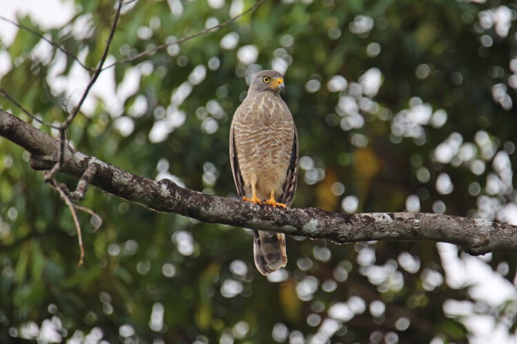 Wegebussard (juv.)