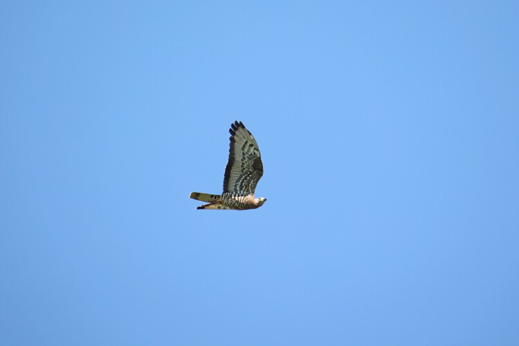 Wespenbussard (m.)