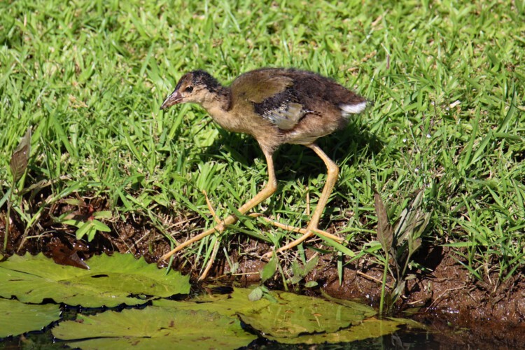 Zwergsultanhuhn (juv.)