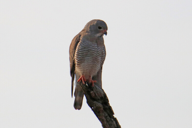 Sperberbussard