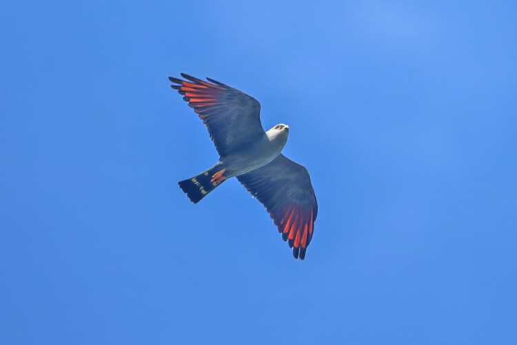Schwebebussard (by Matt Secul)