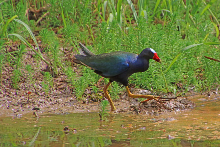 Zwergsultanhuhn