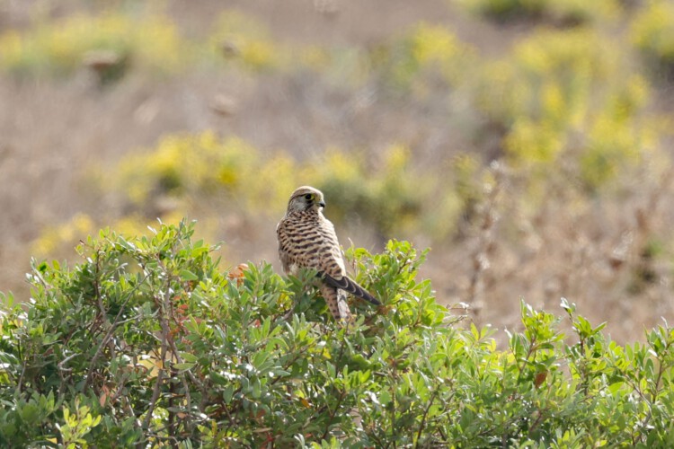 Turmfalke (w.)