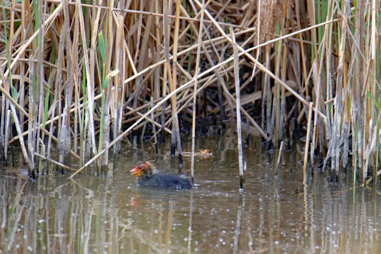 Blässhuhn (Pullus)