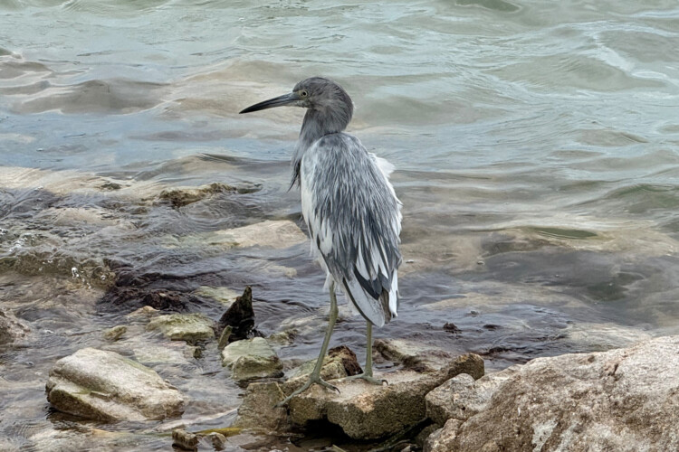 Blaureiher (juv.)