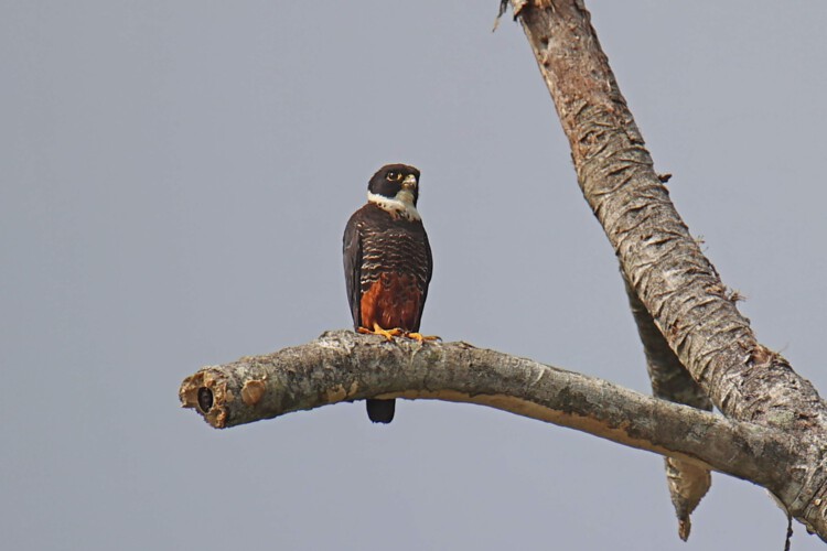 Fledermausfalke