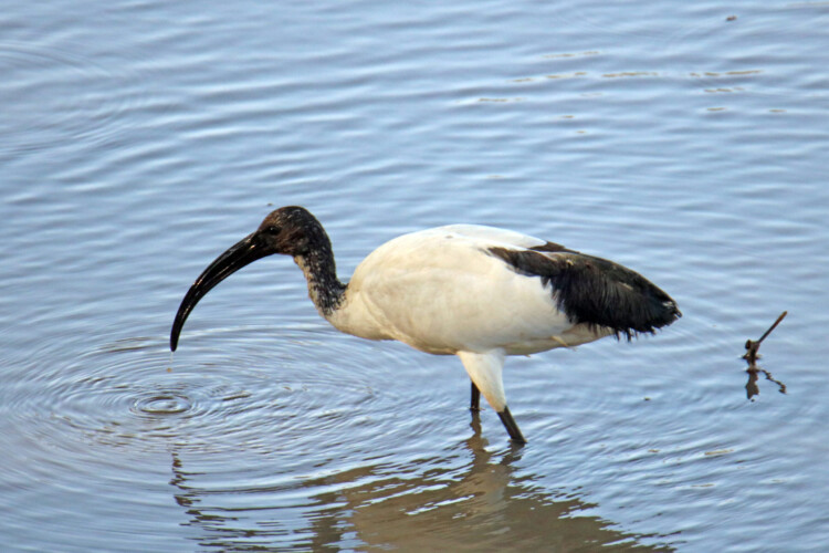 Pharaonenibis (Heiliger Ibis)