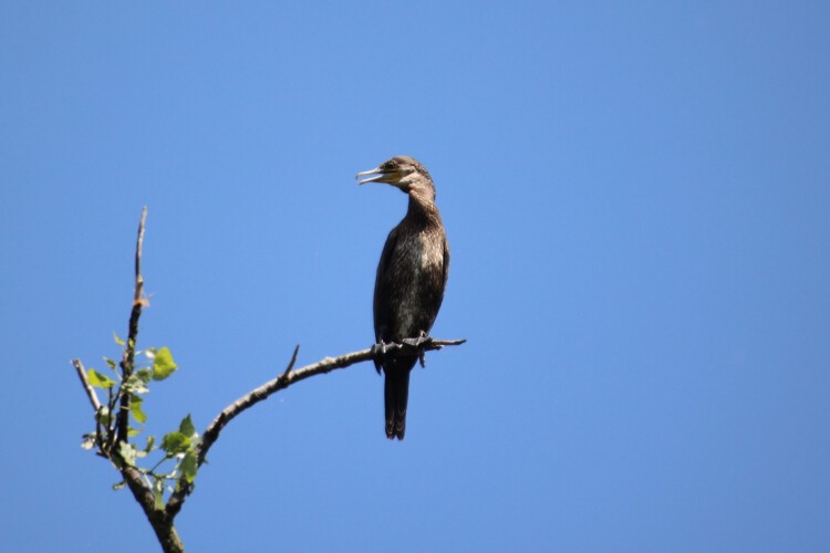 Kormoran (JK)