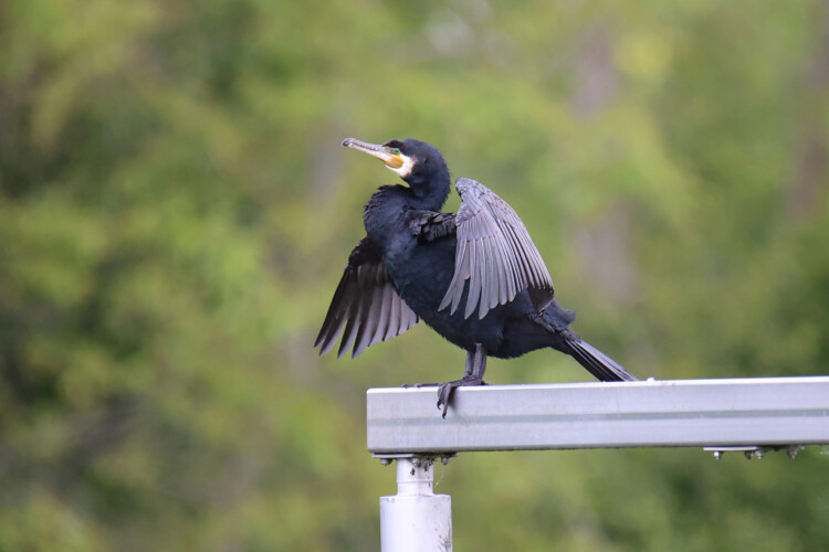 Kormoran (SK)