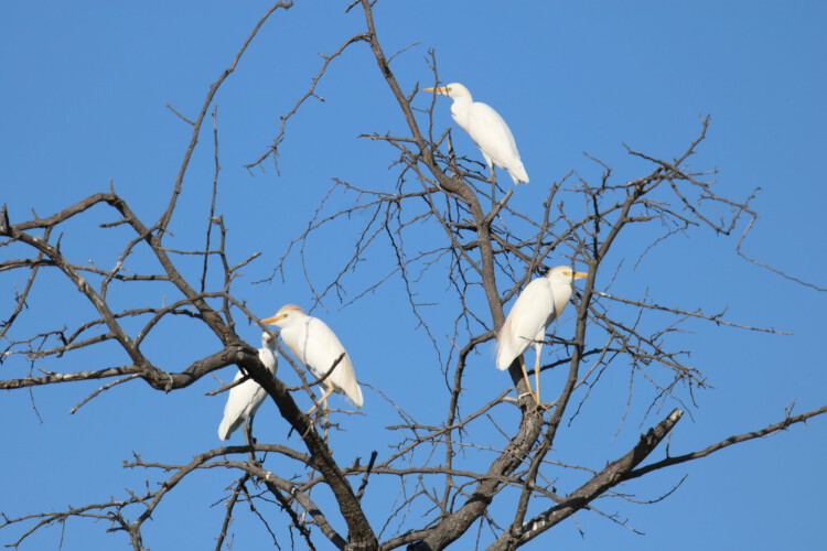 Kuhreiher (br.)