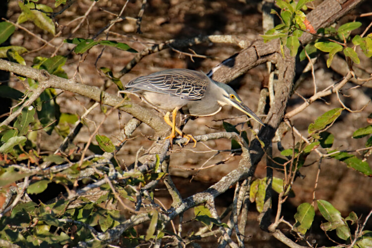 Mangrovenreiher (n-br. ad.)