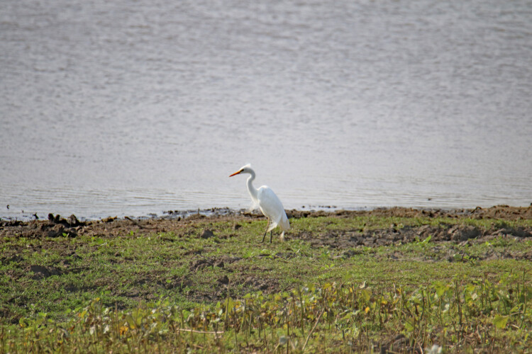 Mittelreiher (n.-br.)