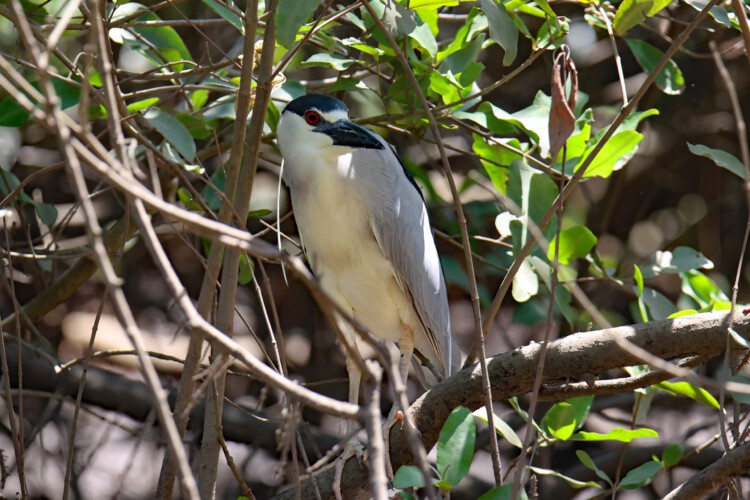 (Amerikanischer) Nachtreiher (Nycticorax nycticorax hoactli)