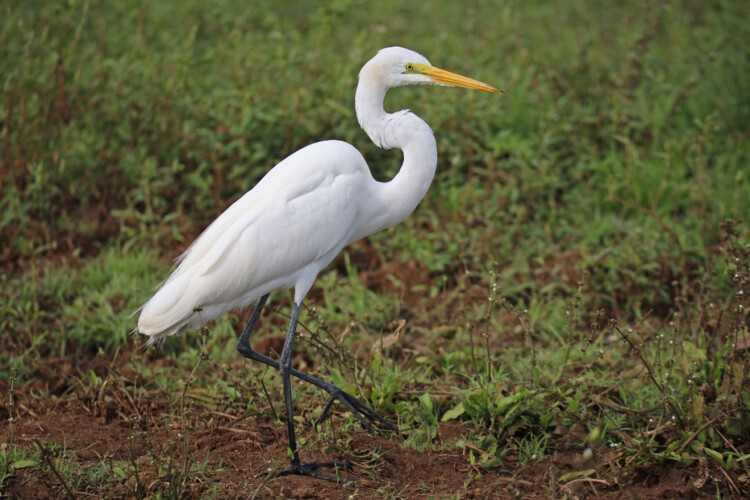 Silberreiher (SK>PK) (ssp. egretta)