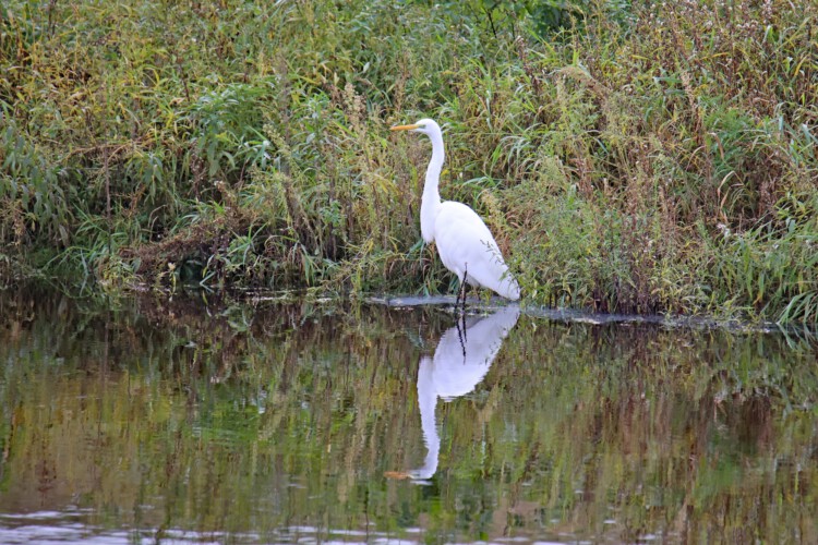 Silberreiher (n.-br. =SK) (Nominatform), ssp. alba)