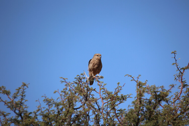 Steppenfalke (imm.)
