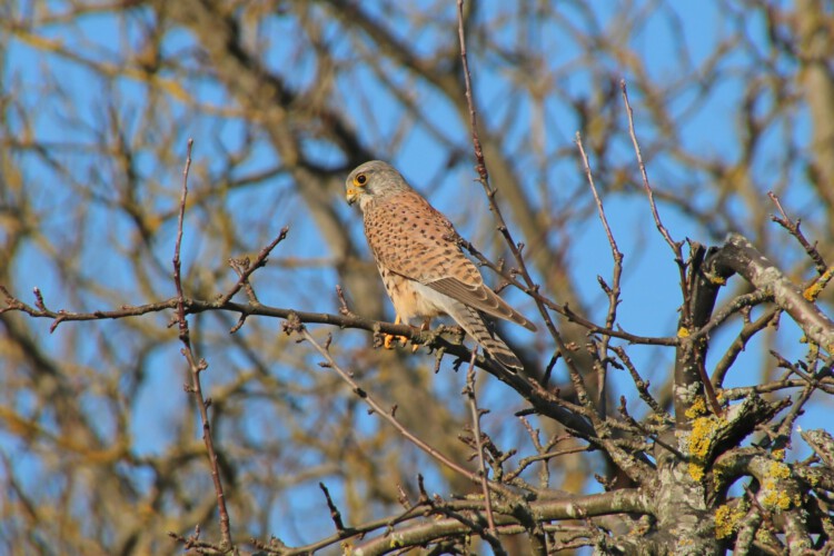 Turmfalke (m.)