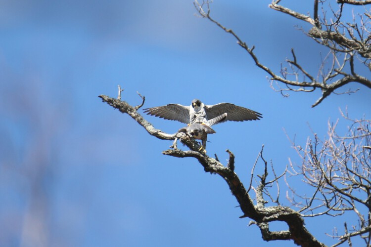 Wanderfalke (m. + w.)