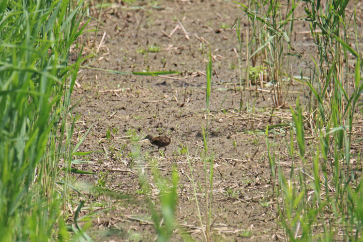 Wasserralle (Pullus)