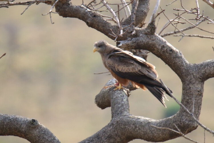 Schwarzmilan (ssp. Milvus migrans aegyptius = Schmarotzermilan)