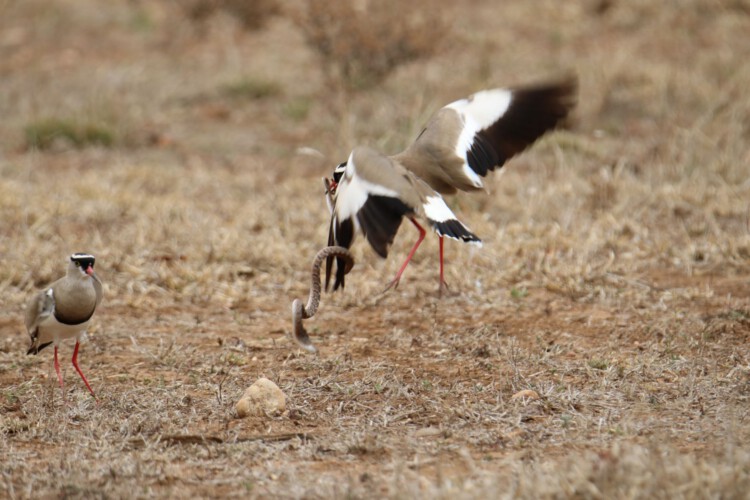 Kronenkiebitz und Eierschlange