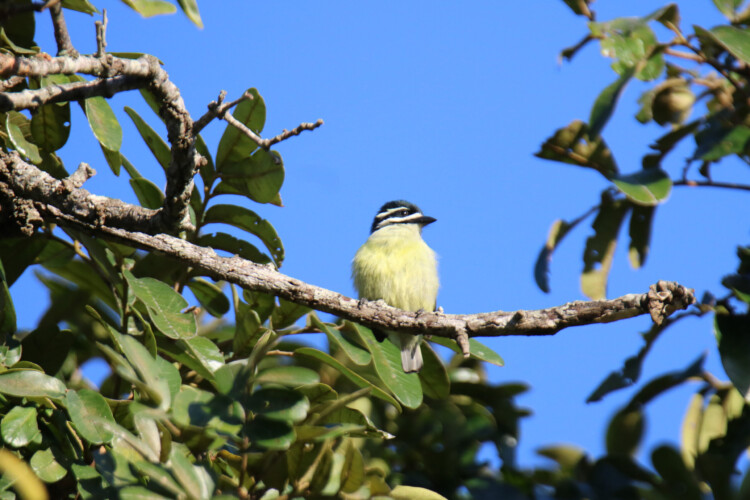 Goldbürzel-Bartvogel