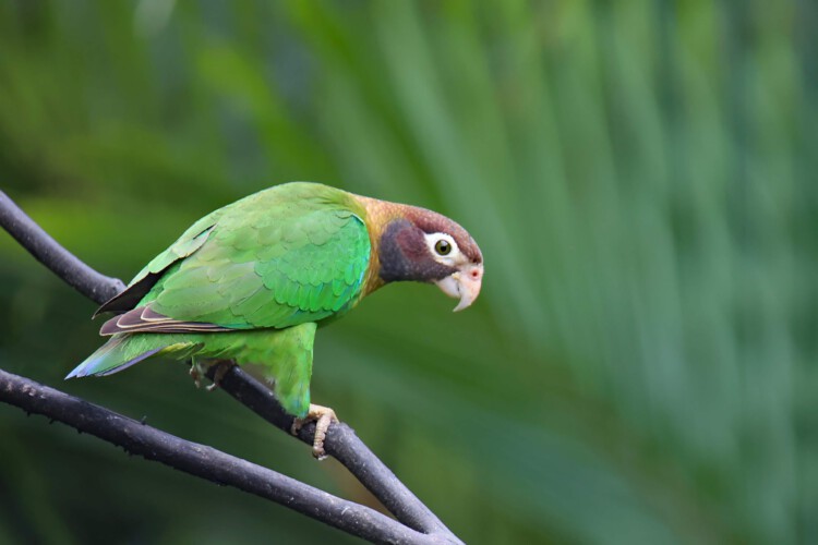 Grauwangenpapagei