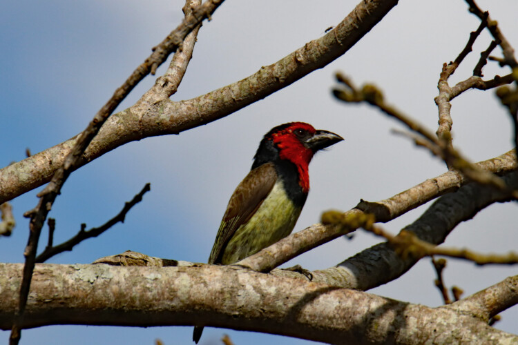 Halsband-Bartvogel