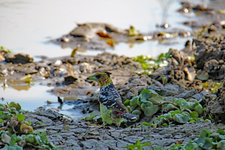 Haubenbartvogel