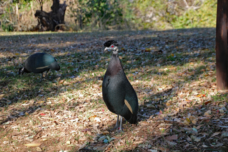 Haubenperlhuhn
