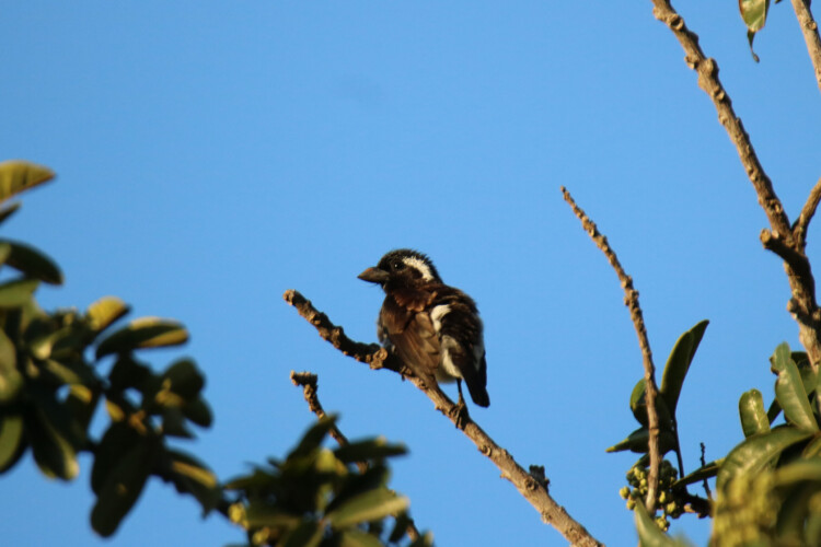 Weißohrbartvogel