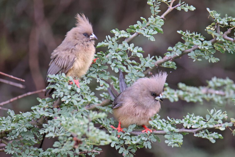 Weißrücken-Mausvogel (ssp. damarensis)