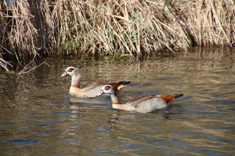 Nilgänse