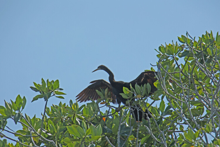 Amerika-Schlangenhalsvogel (m.)
