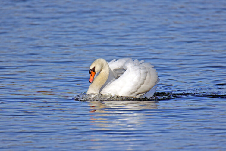 Höckerschwan