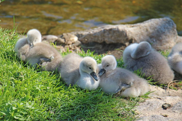 Höckerschwan (Pulli)