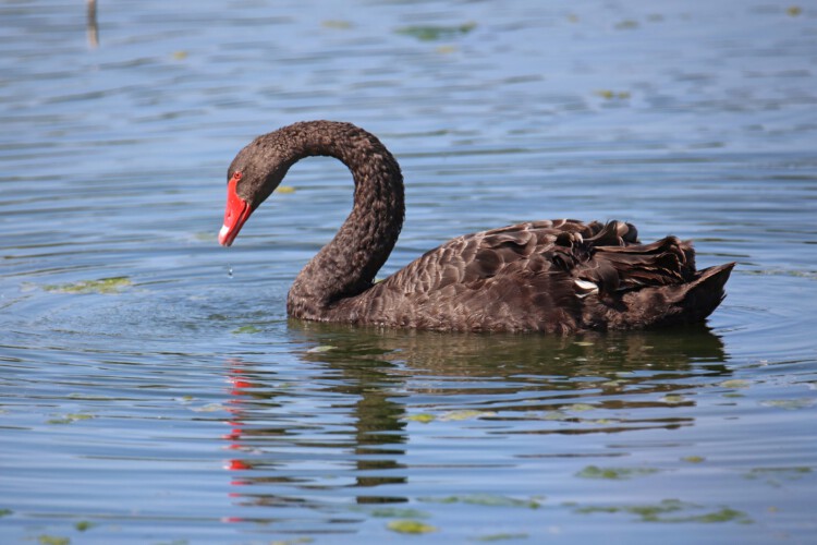 Schwarzschwan
