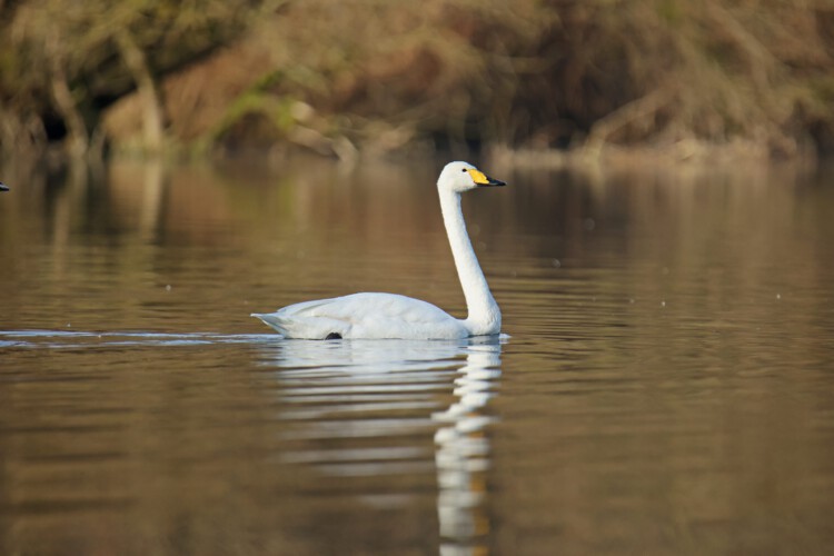 Singschwan
