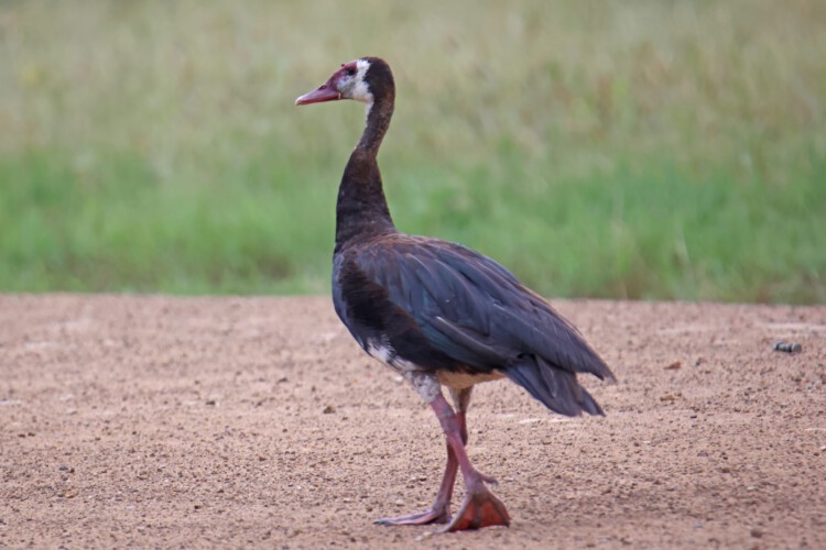 Sporngans (ssp. gambensis)