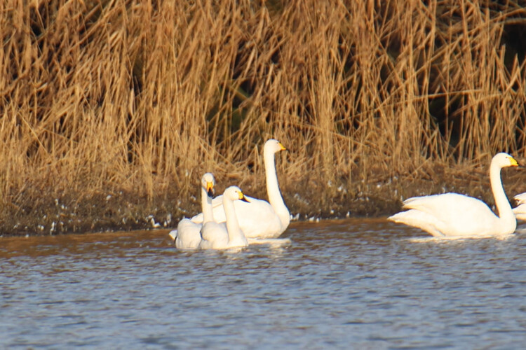 Zwergschwan