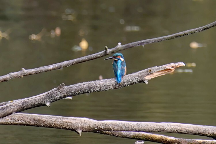 Eisvogel (m.)