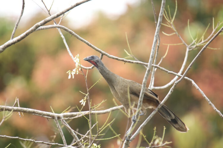 Braunflügelguan