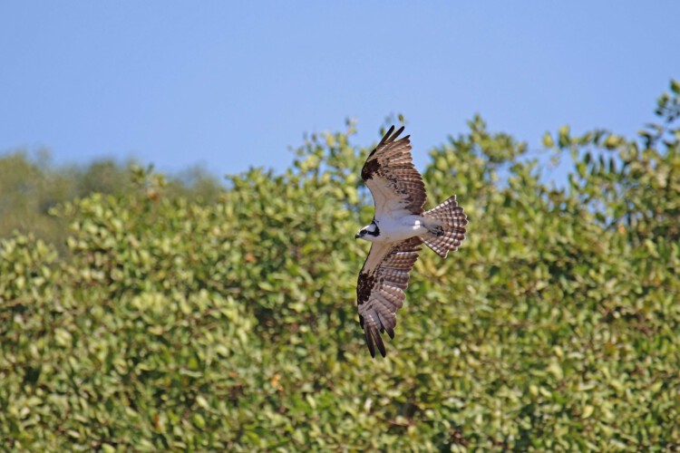 Fischadler (ssp. Carolina-Fischadler, Pandion haliaetus carolinensis)