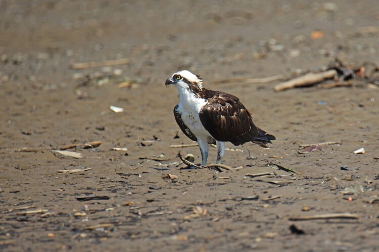 Fischadler (ssp. Carolina-Fischadler, Pandion haliaetus carolinensis)