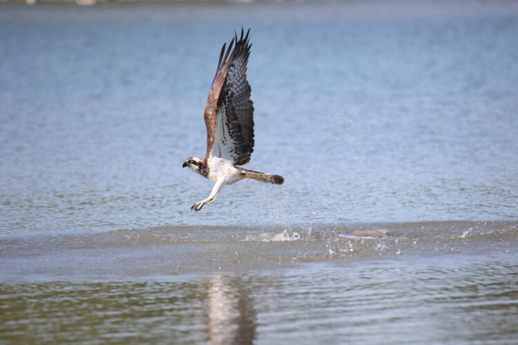 Fischadler (ssp. Pandion haliaetus haliaetus)