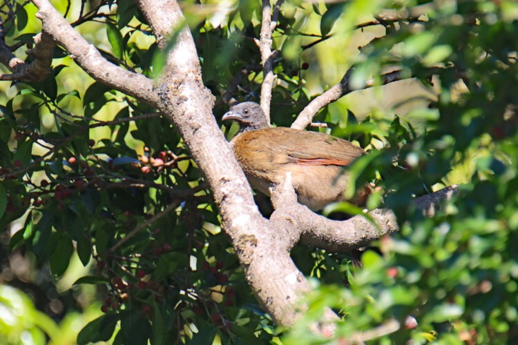 Graukopfguan