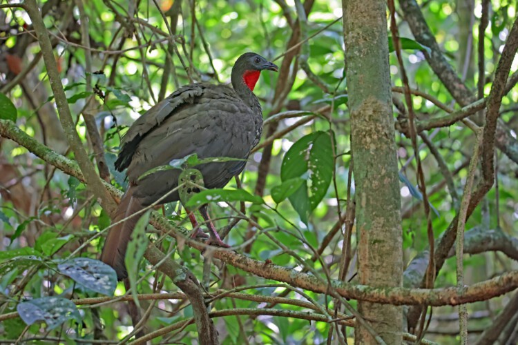 Rostbauchguan, Haubenguan